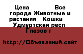 Zolton › Цена ­ 30 000 - Все города Животные и растения » Кошки   . Удмуртская респ.,Глазов г.